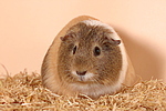 Glatthaarmeerschwein / smooth-haired guninea pig