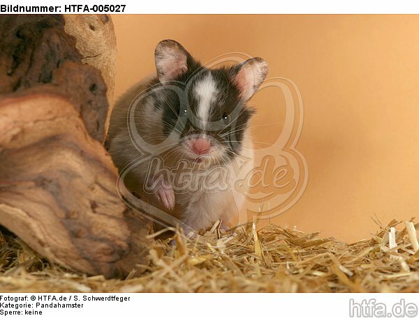 Pandahamster / hamster / HTFA-005027