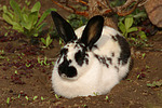 Englische Schecke / rabbit