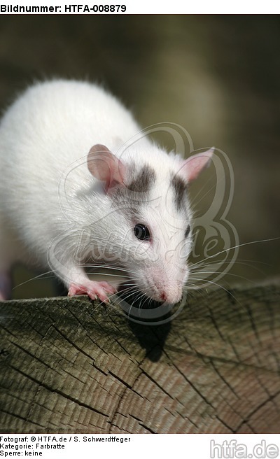 Farbratte / rat / HTFA-008879