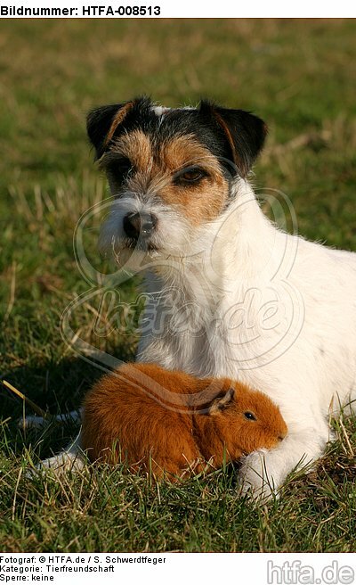 Parson Russell Terrier und Rexmeerschwein / prt and guninea pig / HTFA-008513