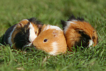 3 Meerschweine / 3 guninea pigs