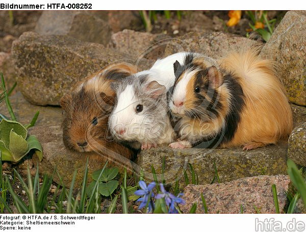 3 Meerschweine / 3 guninea pigs / HTFA-008252