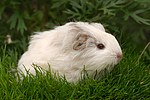 junges Sheltiemeerschwein / young guninea pig