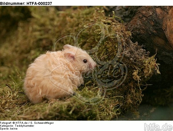 Teddyhamster / hamster / HTFA-000237
