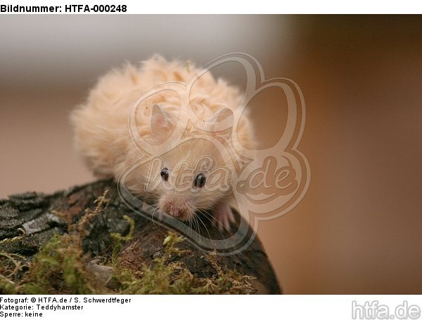 Teddyhamster / hamster / HTFA-000248