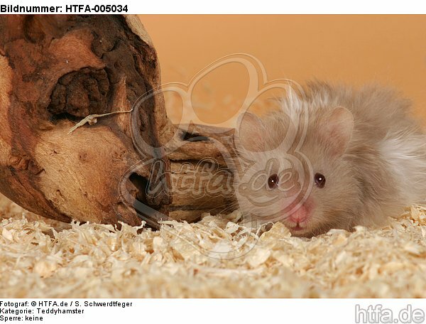 Teddyhamster / hamster / HTFA-005034