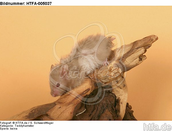 Teddyhamster / hamster / HTFA-005037
