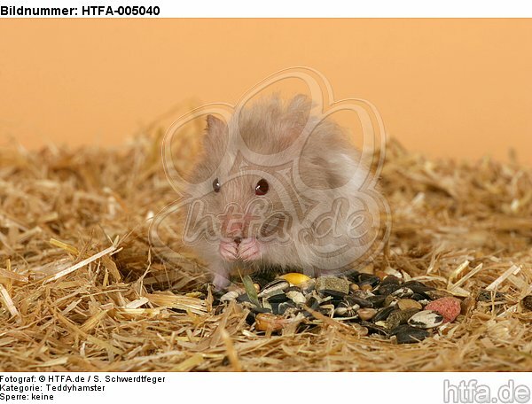 Teddyhamster / hamster / HTFA-005040
