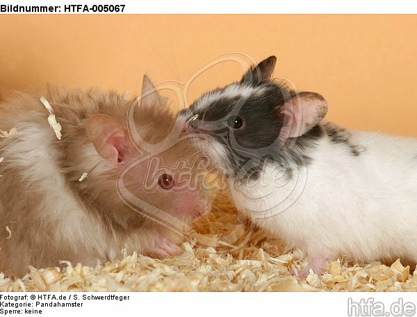 Hamster / hamsters / HTFA-005067