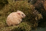 Teddyhamster / hamster