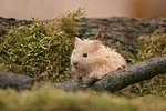 Teddyhamster / hamster