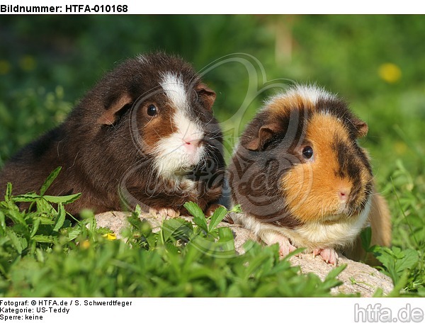US-Teddy Meerschweine / US-Teddy guninea pigs / HTFA-010168