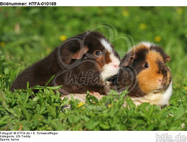 US-Teddy Meerschweine / US-Teddy guninea pigs / HTFA-010169