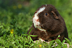 US-Teddy / guninea pig