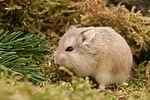 Roborowski Zwerghamster / Roborovski's dwarf hamster