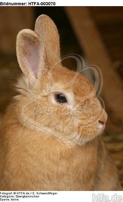 Zwergkaninchen / dwarf rabbit / HTFA-003070