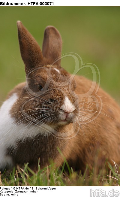 Zwergkaninchen / dwarf rabbit / HTFA-003071