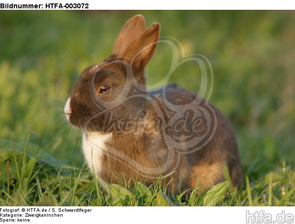 Zwergkaninchen / dwarf rabbit / HTFA-003072