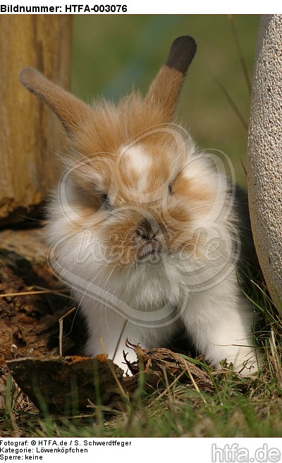 Löwenköpfchen / lion-headed bunny / HTFA-003076