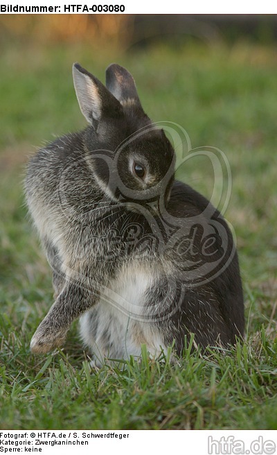 Zwergkaninchen / dwarf rabbit / HTFA-003080