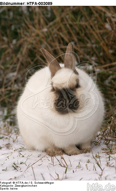 Zwergkaninchen / dwarf rabbit / HTFA-003089