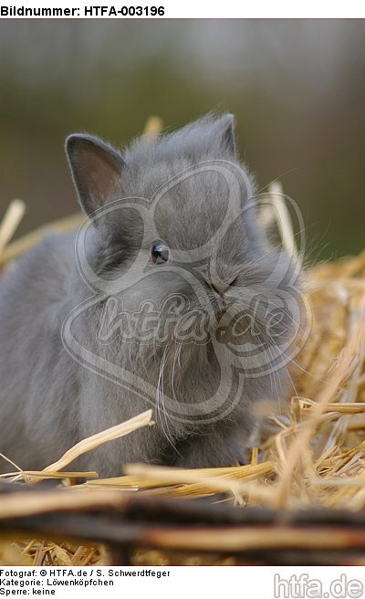 Löwenköpfchen / lion-headed bunny / HTFA-003196