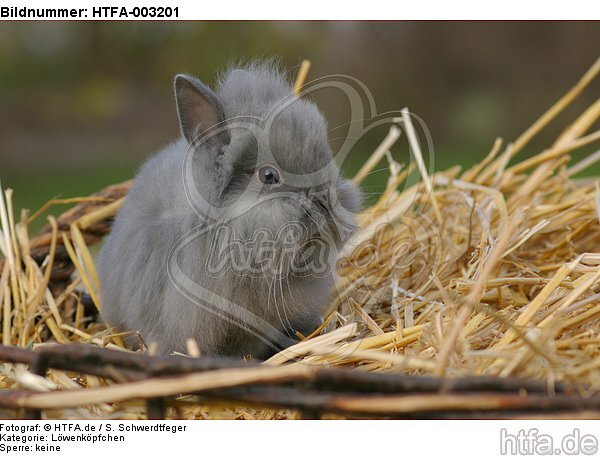 Löwenköpfchen / lion-headed bunny / HTFA-003201