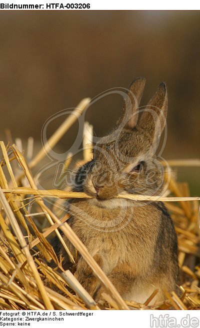 Zwergkaninchen / dwarf rabbit / HTFA-003206