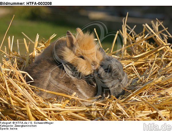 Zwergkaninchen und Löwenköpfchen / dwarf rabbit and lion-headed bunny / HTFA-003208