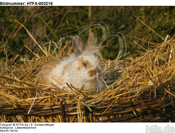 Löwenköpfchen / lion-headed bunny / HTFA-003216