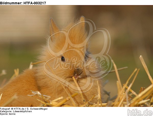 Löwenköpfchen / lion-headed bunny / HTFA-003217