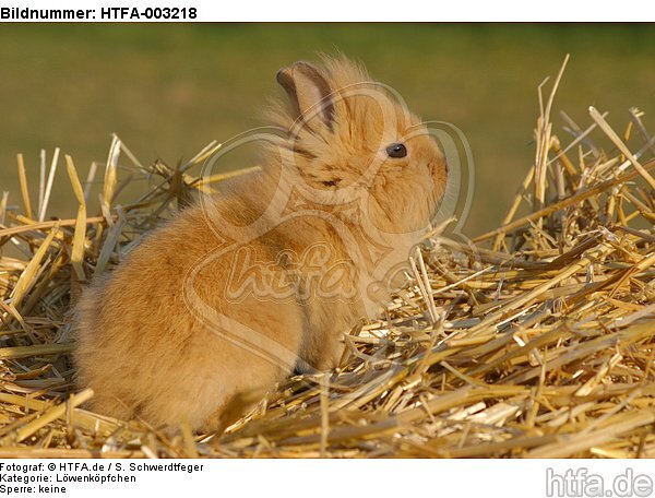 Löwenköpfchen / lion-headed bunny / HTFA-003218