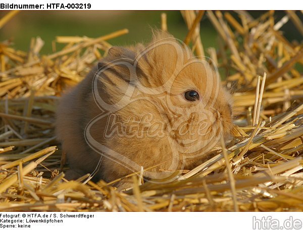 Löwenköpfchen / lion-headed bunny / HTFA-003219