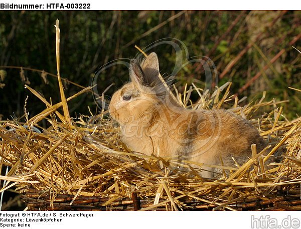 Löwenköpfchen / lion-headed bunny / HTFA-003222