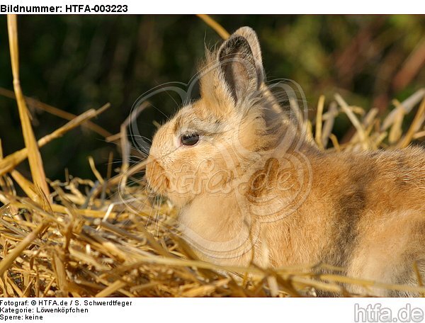 Löwenköpfchen / lion-headed bunny / HTFA-003223