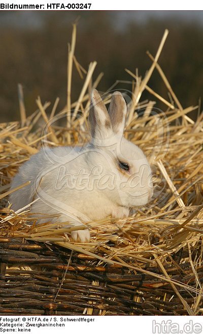 Zwergkaninchen / dwarf rabbit / HTFA-003247