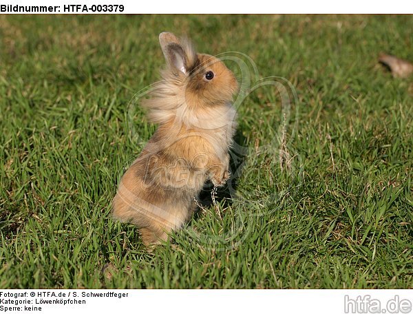 Löwenköpfchen / lion-headed bunny / HTFA-003379