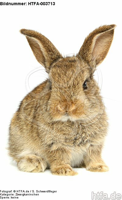 Zwergkaninchen / dwarf rabbit / HTFA-003713