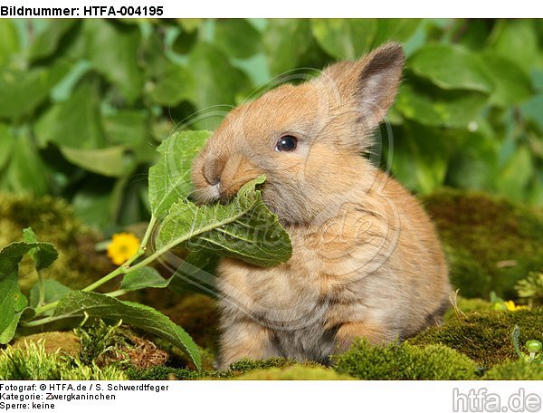 junges Zwergkaninchen / young dwarf rabbit / HTFA-004195