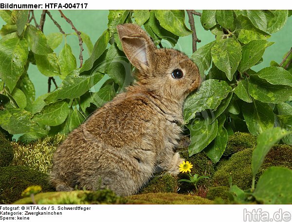 junges Zwergkaninchen / young dwarf rabbit / HTFA-004717