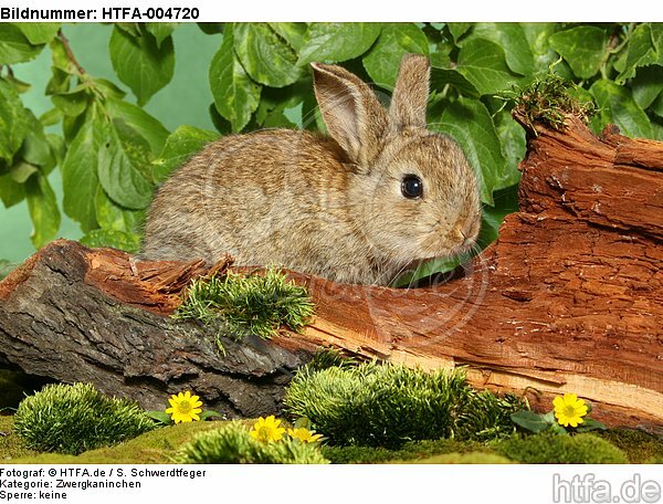 junges Zwergkaninchen / young dwarf rabbit / HTFA-004720