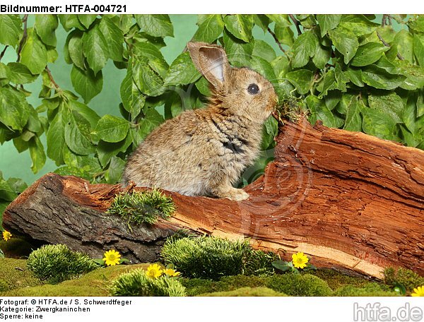 junges Zwergkaninchen / young dwarf rabbit / HTFA-004721