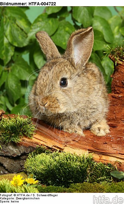 junges Zwergkaninchen / young dwarf rabbit / HTFA-004722