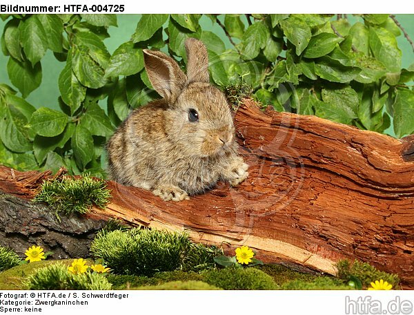junges Zwergkaninchen / young dwarf rabbit / HTFA-004725
