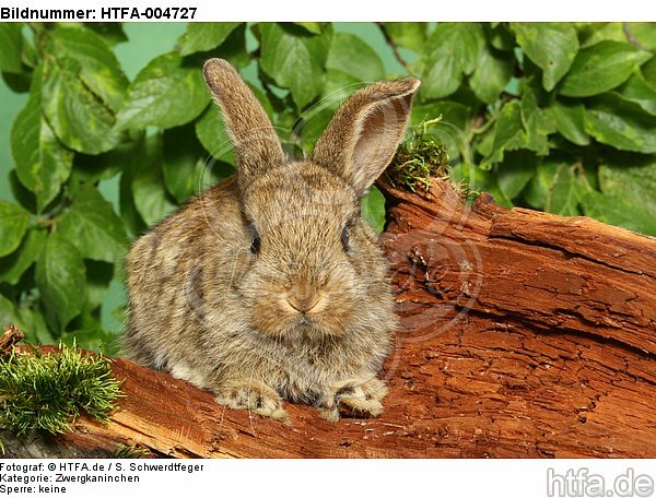 junges Zwergkaninchen / young dwarf rabbit / HTFA-004727
