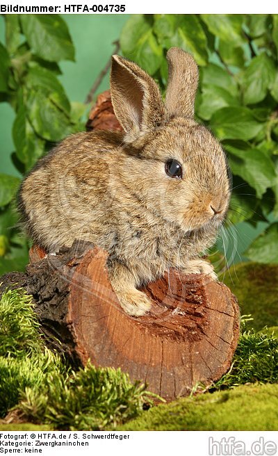 junges Zwergkaninchen / young dwarf rabbit / HTFA-004735