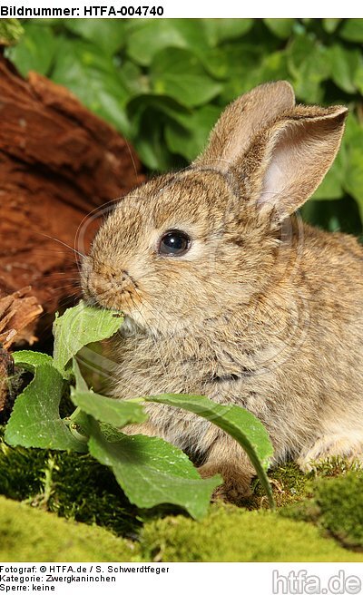 junges Zwergkaninchen / young dwarf rabbit / HTFA-004740