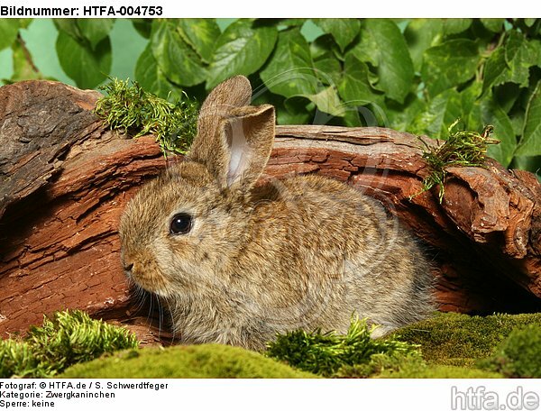 junges Zwergkaninchen / young dwarf rabbit / HTFA-004753
