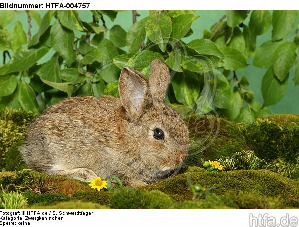 junges Zwergkaninchen / young dwarf rabbit / HTFA-004757
